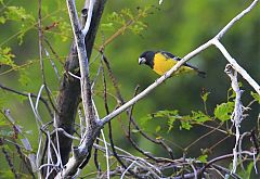 Spot-winged Grosbeak